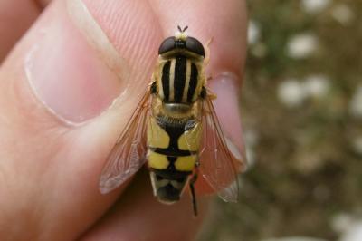Helophilus trivittatus