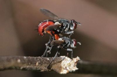 Cylindromyia bicolor