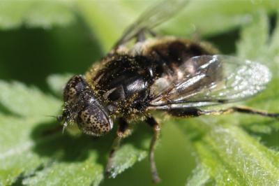 Eristalinus sepulchralis