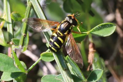 Chrysotoxum vernale