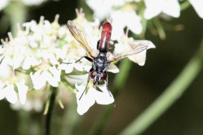 Cylindromyia bicolor