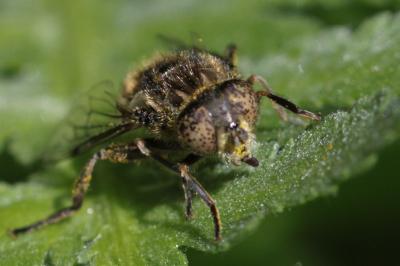 Eristalinus sepulchralis