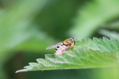Syrphidae