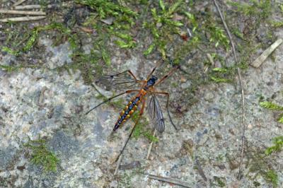 Ctenophora pectinicornis