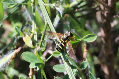 Chrysotoxum vernale