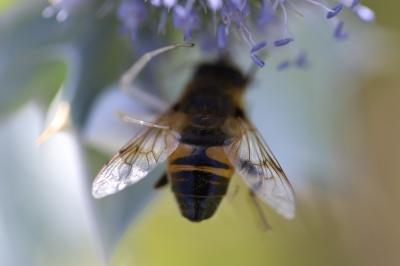 Eristalis similis