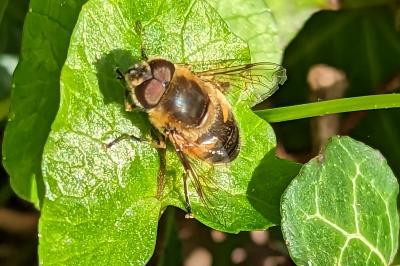 Eristalis similis
