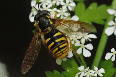 Chrysotoxum cautum