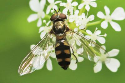 Meliscaeva auricollis