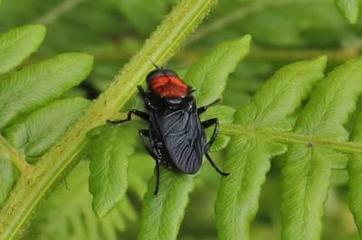 Clitellaria ephippium