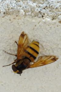 Volucella inanis