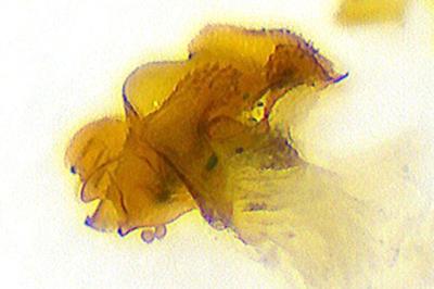 Paragus bicolor