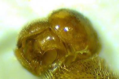 Paragus bicolor