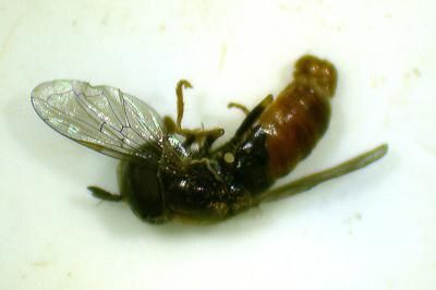 Paragus bicolor