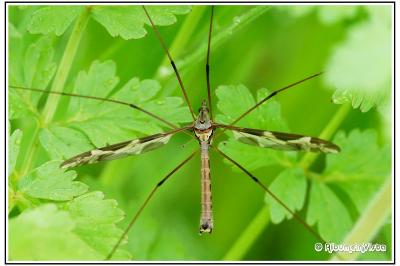 Tipula maxima