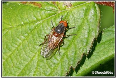 Brachyopa scutellaris