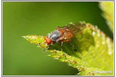 Brachyopa scutellaris