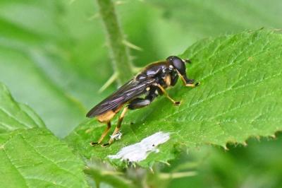 Xylota sylvarum