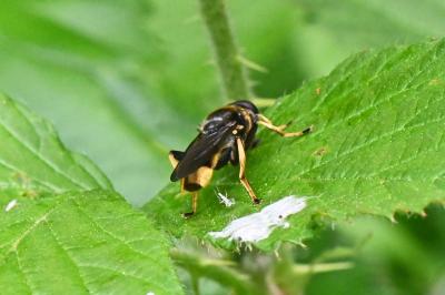 Xylota sylvarum