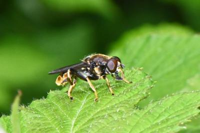 Xylota sylvarum