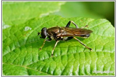 Xylota segnis