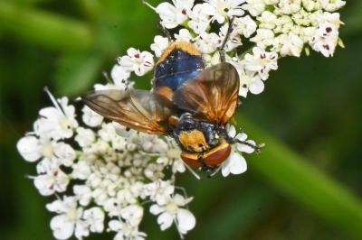 Phasia aurigera