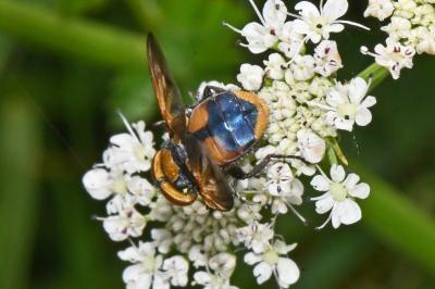 Phasia aurigera