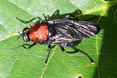 Clitellaria ephippium