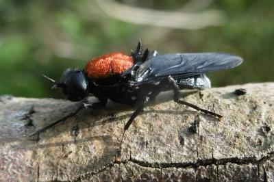 Clitellaria ephippium