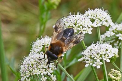 Therioplectes gigas