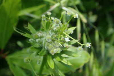 Dasineura aparines