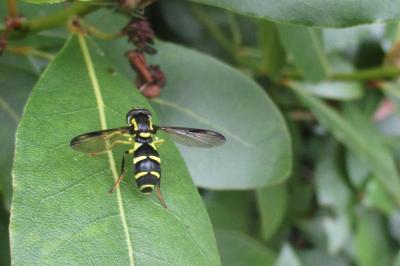 Xanthogramma dives