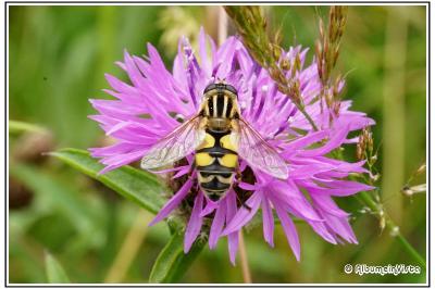 Helophilus trivittatus