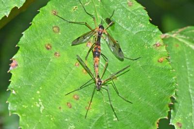 Ptychoptera albimana