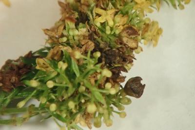 Schizomyia galiorum