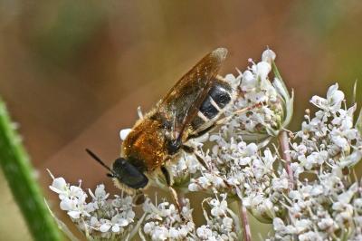 Stratiomys longicornis