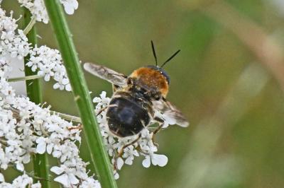 Stratiomys longicornis