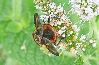 Phasia hemiptera