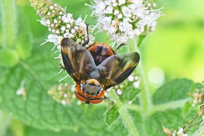 Phasia hemiptera