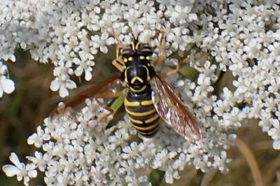 Spilomyia saltuum