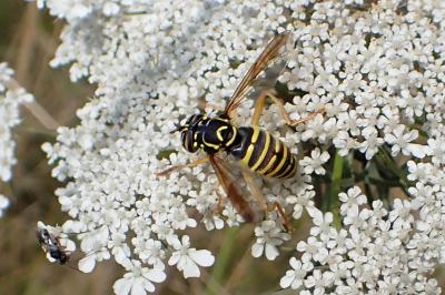 Spilomyia saltuum