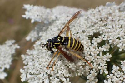Spilomyia saltuum