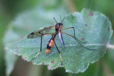 Ptychoptera albimana