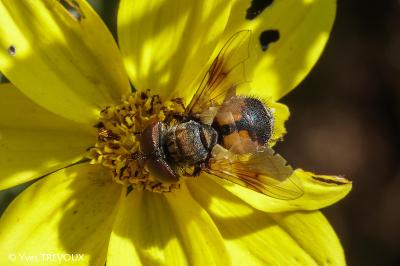 Ectophasia crassipennis