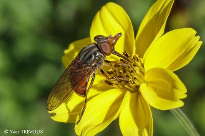 Rhingia campestris