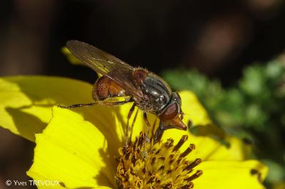 Rhingia campestris