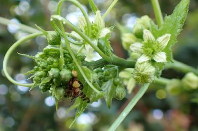 Goniglossum wiedemanni