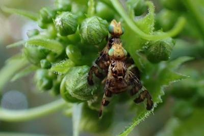 Goniglossum wiedemanni