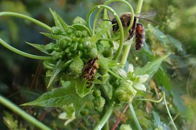 Goniglossum wiedemanni