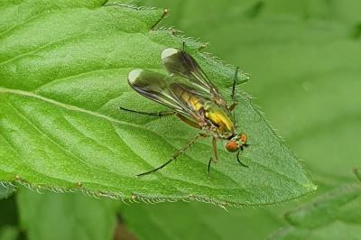 Poecilobothrus nobilitatus